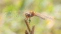 Sympetrum vulgatum male-3